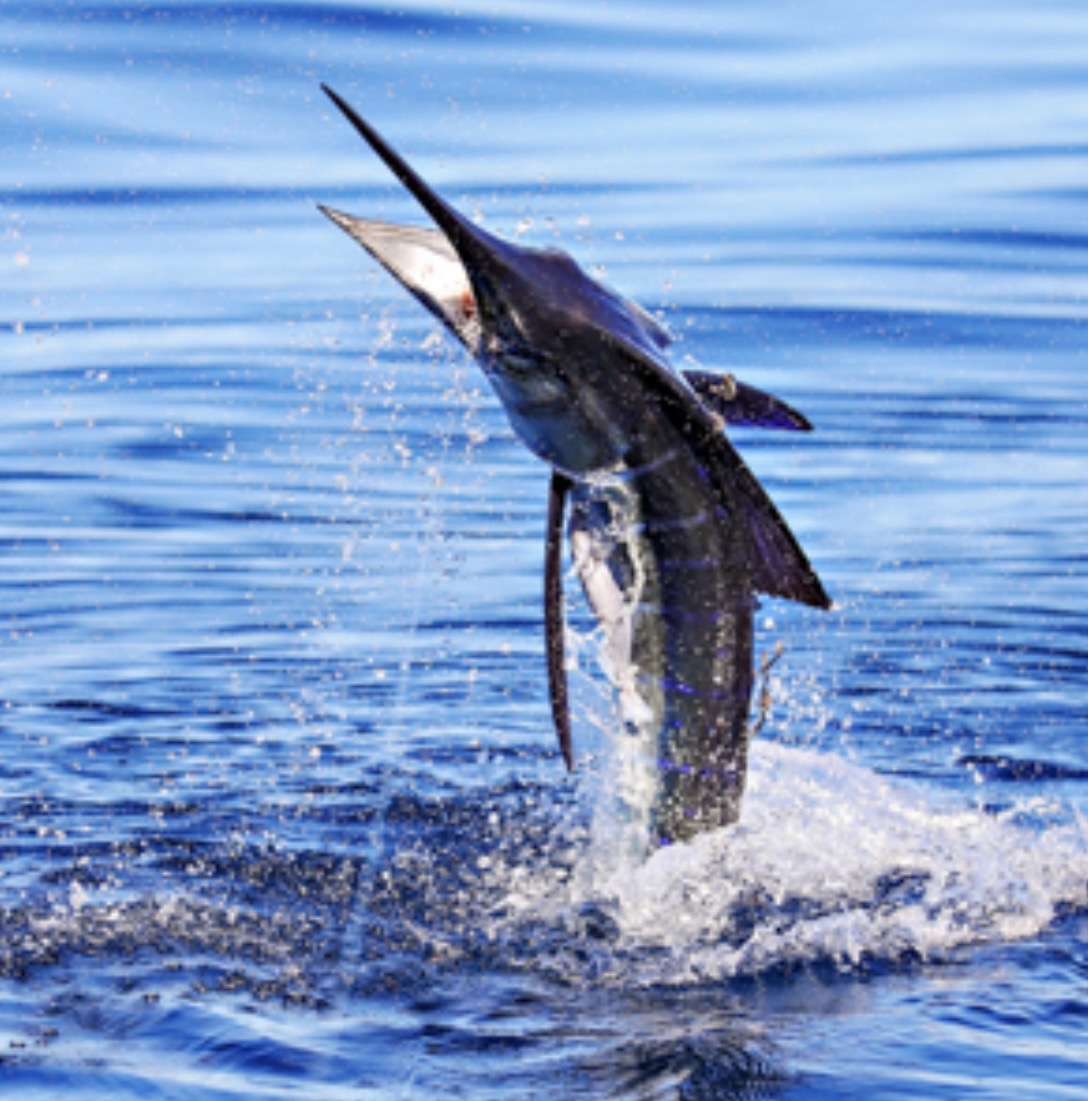 Marlin leaping from the Sea of Cortez