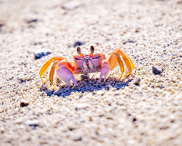 Colorful crab on the sandy beach