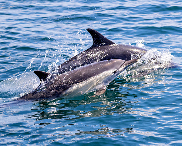 Two dolphins leaping out of the Sea of Cortez