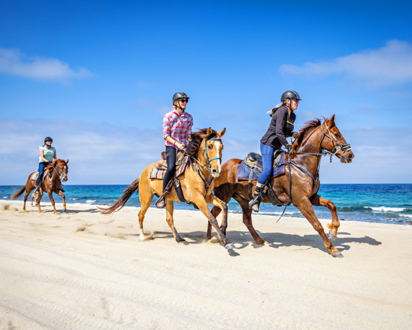 Horseback riders galloping along the sandy beach at the water's edge