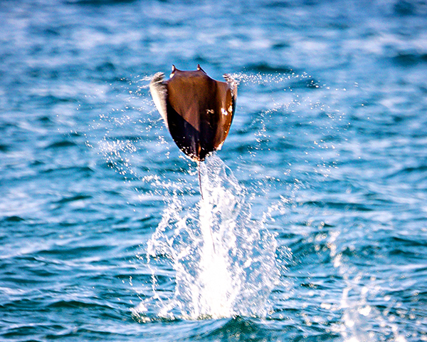 Manta ray leaping out of the ocean