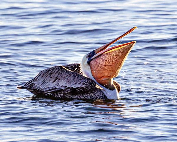 Brown pelican with open beak on the water