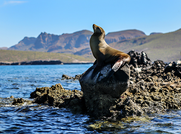 Sea lion sunning on rocks along the Baja coastline