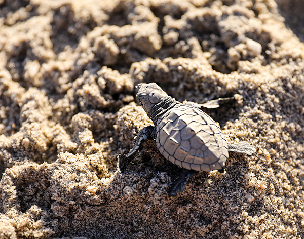 Baby sea turtle hatchling making its way across the sand
