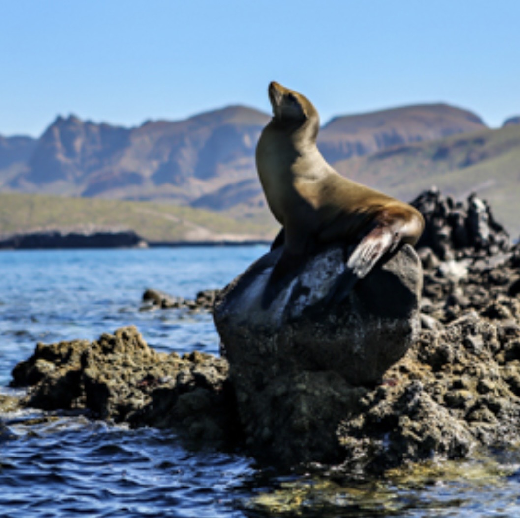 Sea lion basking on coastal rocks with the Sea of Cortez and mountains behind